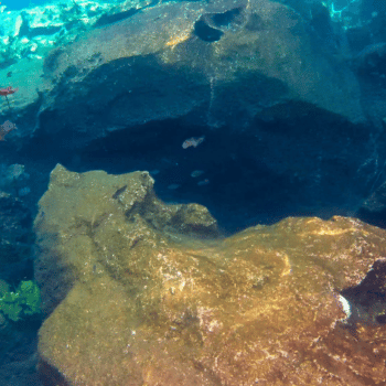 🎟️Unforgettable Holiday Activities and Experiences | Air-Holiday 25 Cenote Snorkelling & Turtle Encounter – Riviera Maya