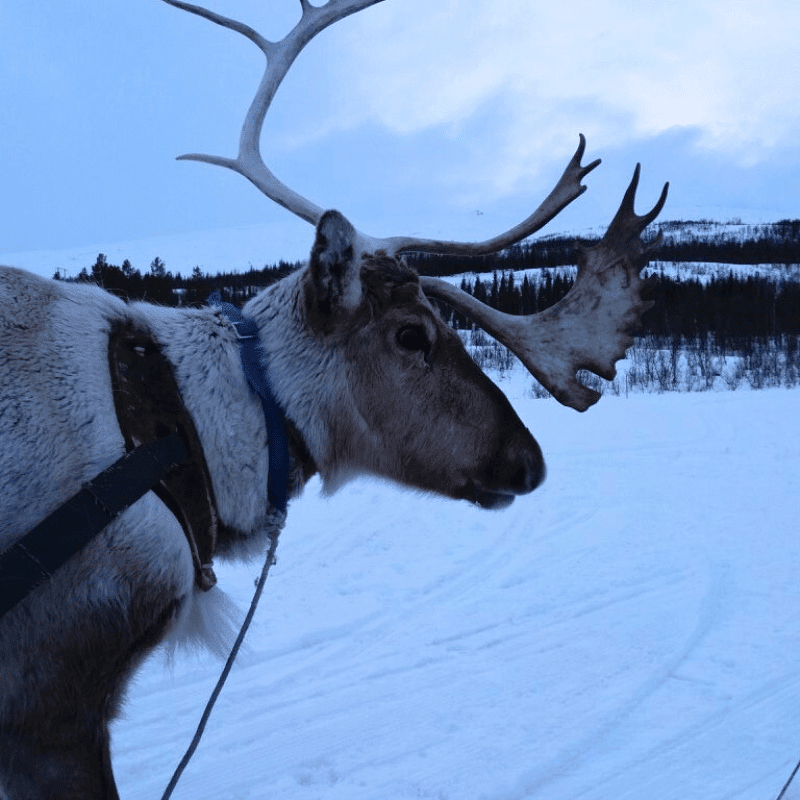🎟️Unforgettable Holiday Activities and Experiences | Air-Holiday 27 Reindeer Encounter in Norway