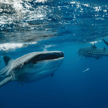 🎟️Unforgettable Holiday Activities and Experiences | Air-Holiday 26 Swim with Whale Sharks – Mexico