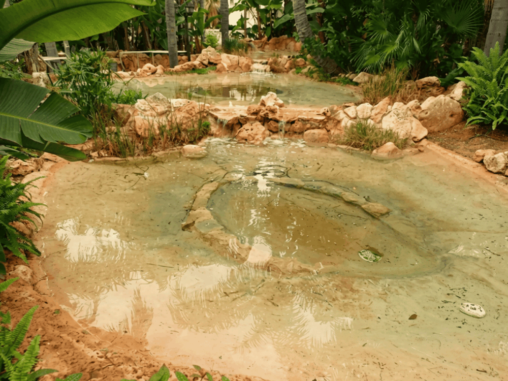 Shallow water feature surrounded by tropical plants and rocks