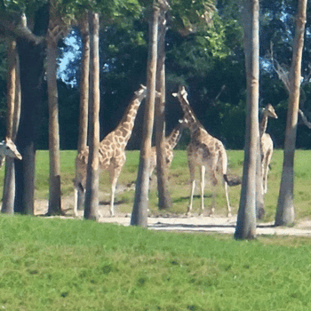 🎟️Unforgettable Holiday Activities and Experiences | Air-Holiday 6 🦒 Serengeti Safari – Busch Gardens, Florida