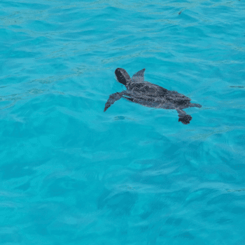 Ayia Napa in May – A Mum & Daughter Escape 🌊☀️ 42 Sea turtle swimming in clear turquoise waters near Ayia Napa, Cyprus