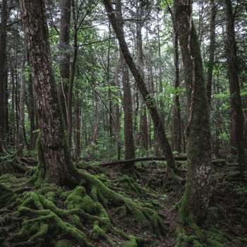 🎃 Spooky Season Travel Deals & Haunted Adventures ✈️👻 20 Moss-covered tree roots and dense woodland in Aokigahara Forest at the base of Mount Fuji, Japan