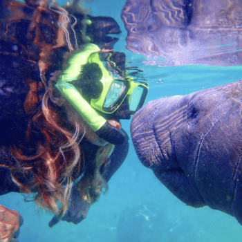 Compare Flights and Travel Essentials 20 Snorkeler face-to-face with a manatee in Crystal River, Florida.