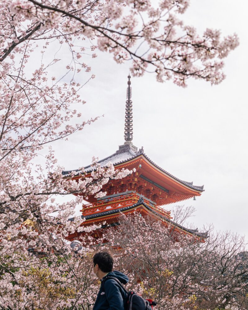 Compare Flights and Travel Essentials 69 Traditional Japanese temple pagoda framed by pink cherry blossom trees in spring