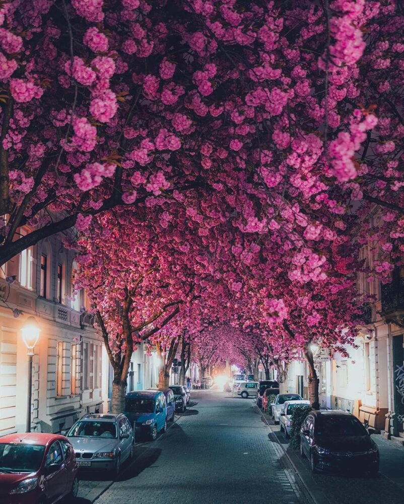 Compare Flights and Travel Essentials 70 Pink cherry blossom trees forming a tunnel over a quiet residential street at night