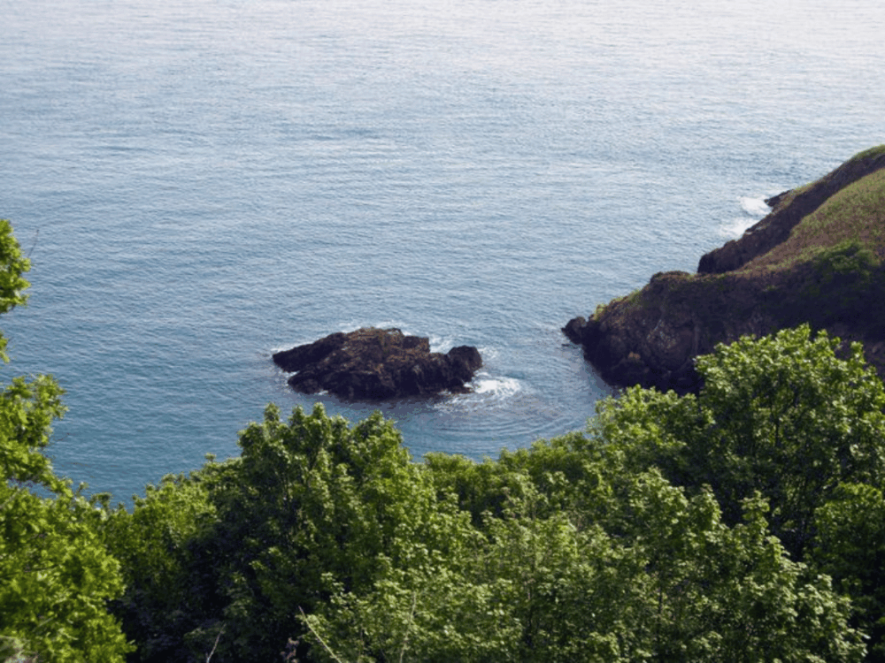 View of a rocky coastline and calm sea framed by green trees.