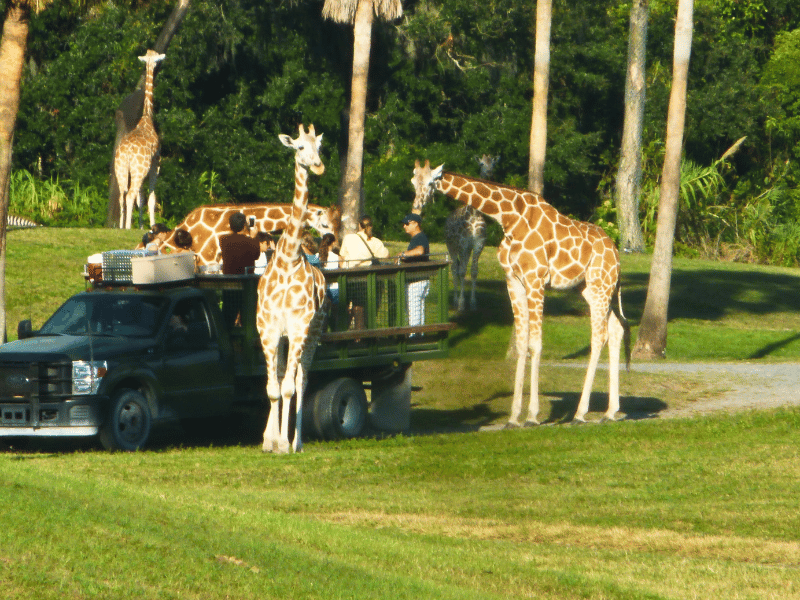 Giraffes beside a safari vehicle at Busch Gardens Tampa Bay