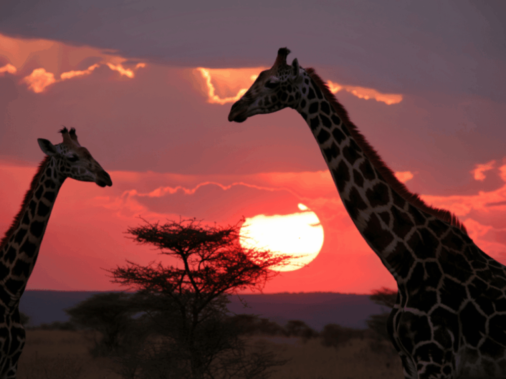 Giraffes silhouetted against a colourful African sunset