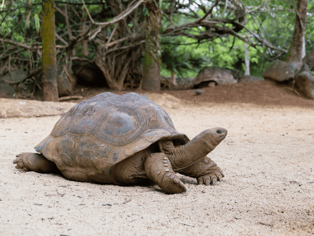 Things To Do in the Indian Ocean Islands | Maldives, Mauritius & Seychelles