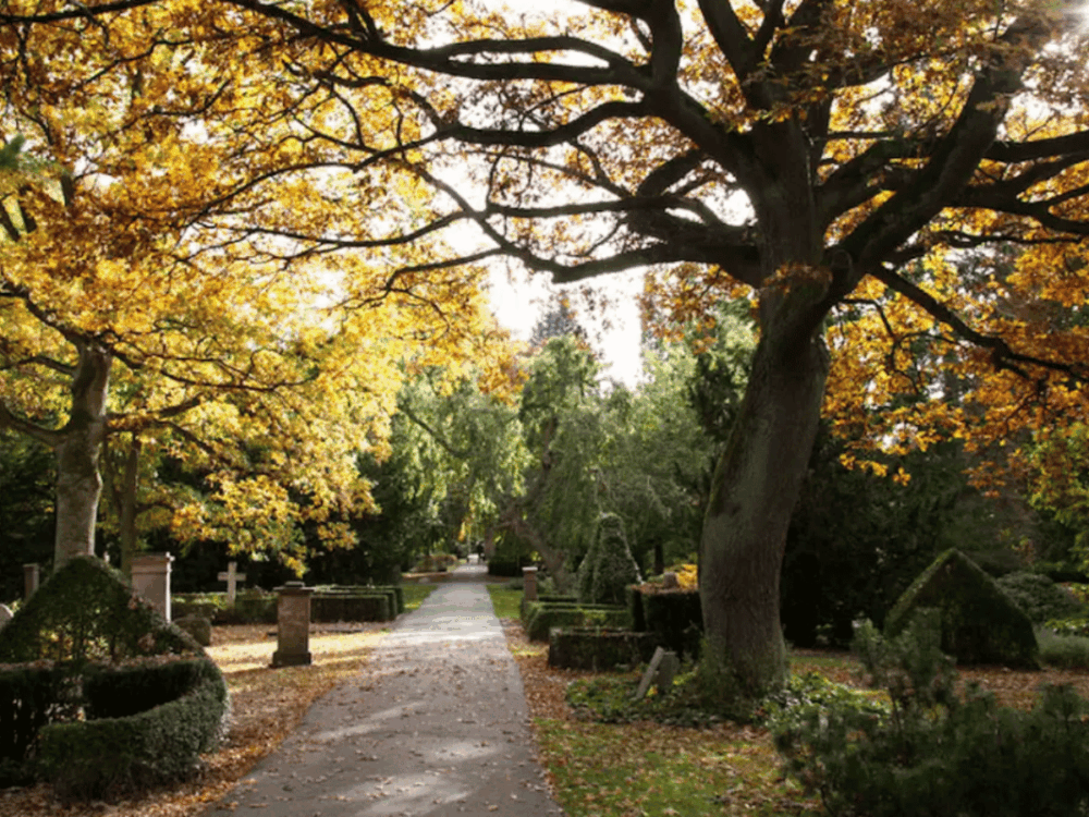 Tree-lined path through Assistens Churchyard in Copenhagen during autumn.