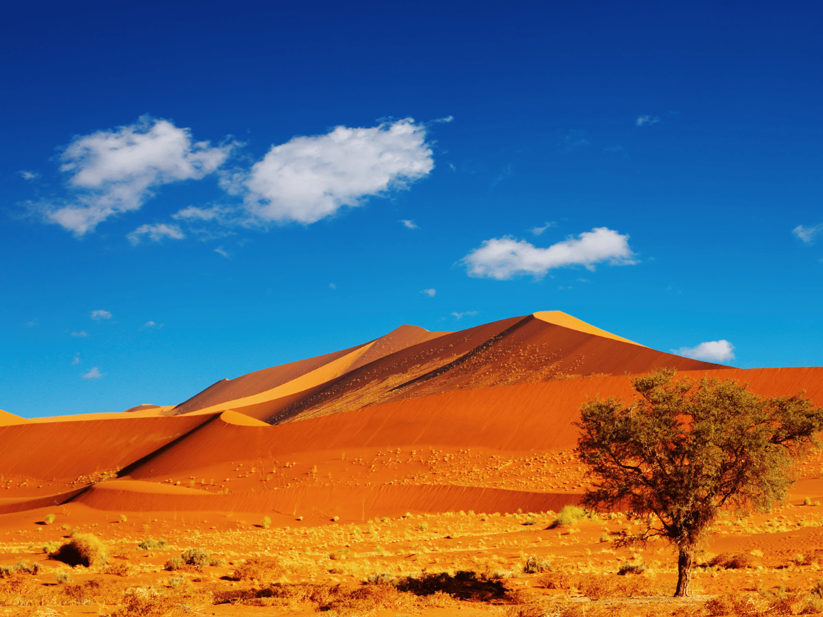 Large orange sand dunes beneath a blue sky in the Namib Desert.