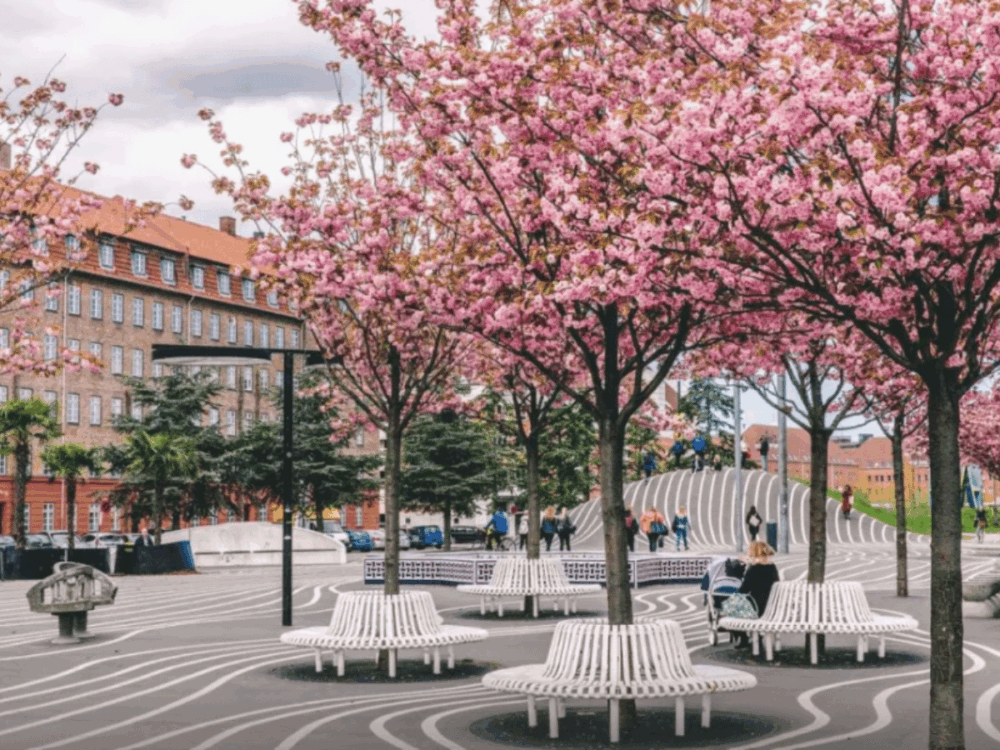 Cherry blossom trees and curved white benches at Superkilen in Copenhagen.