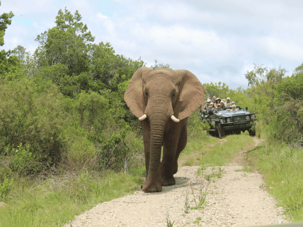 Elephant walking towards a safari vehicle during a wildlife experience.