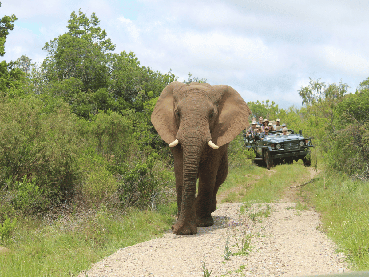 Elephant walking towards a safari vehicle during a wildlife experience.