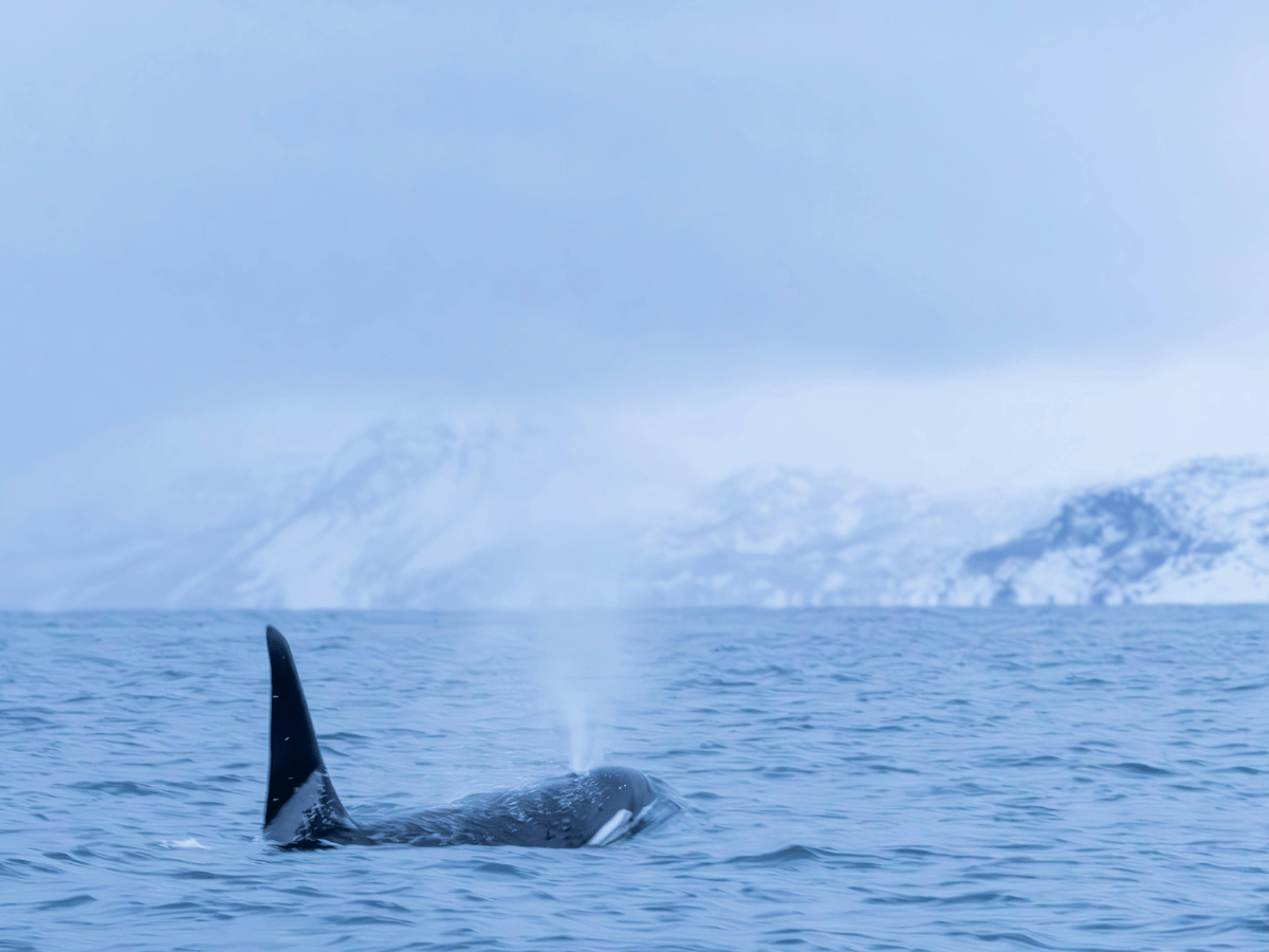 Orca surfacing in Arctic waters with snowy mountains in the background.