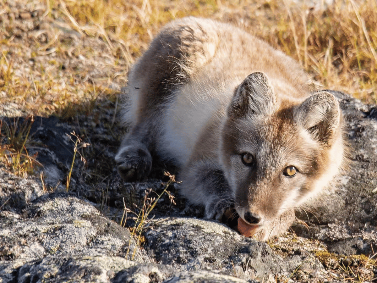Things To Do in the Nordics & Arctic