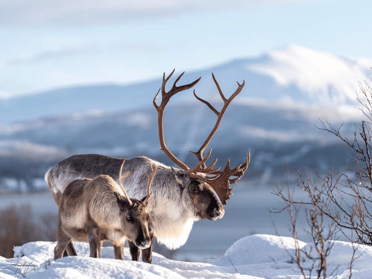 Things To Do in the Nordics & Arctic