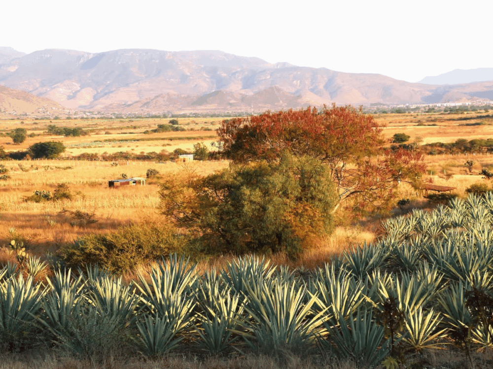Day of the Dead in Oaxaca: Celebrations, Food and a Holiday to Remember